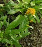 Solidago multiradiata