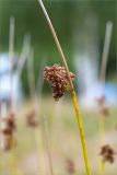 Juncus effusus. Часть побега с соплодием. Беларусь, Витебская обл., дер. Сурмино, песчаный берег озера. 30.07.2019.