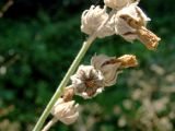 Althaea broussonetiifolia