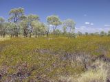 род Acacia. Плодоносящие растения (стелющийся кустарник) в сообществе с Triodia (желтоватая трава) и Eucalyptus. Австралия, северо-западный Квинсленд, возле асфальтированного участка дороги Riversleigh Rd. юго-восточнее национального парка Boodjamulla (Lawn Hill). Конец сухого сезона (сезон gurreng). 13.10.2009.