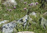 Erigeron caucasicus