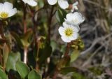 Claytonia joanneana