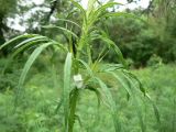 Artemisia vulgaris