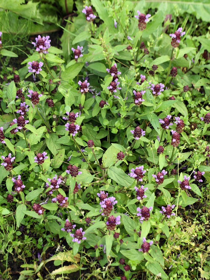 Image of Prunella vulgaris specimen.