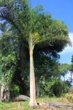 семейство Arecaceae. Вегетирующее растение. Мадагаскар, провинция Анциранана, регион Диана, о-в Нуси Комба. 07.05.2018.