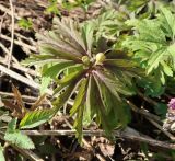 Anemone ranunculoides