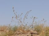 Heliotropium olgae. Отцветающее растение. Узбекистан, Наманганская обл., Папский р-н, 15 км СЗЗ г. Пап, глинистая полупустыня. 21 сентября 2022 г.