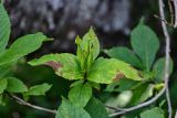 Weigela middendorffiana