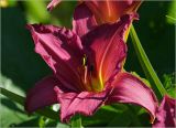 Hemerocallis &times; hybrida