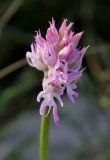 Orchis italica. Соцветие. Италия, Лацио, Латина, бухта Гаэта. 08.04.2011.