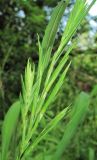 Brachypodium pinnatum