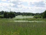 Cirsium palustre. Аспект бодяка в пойме реки. Курская обл., Железногорский р-н, д. Солдаты, р. Чернь. 7 июля 2008 г.