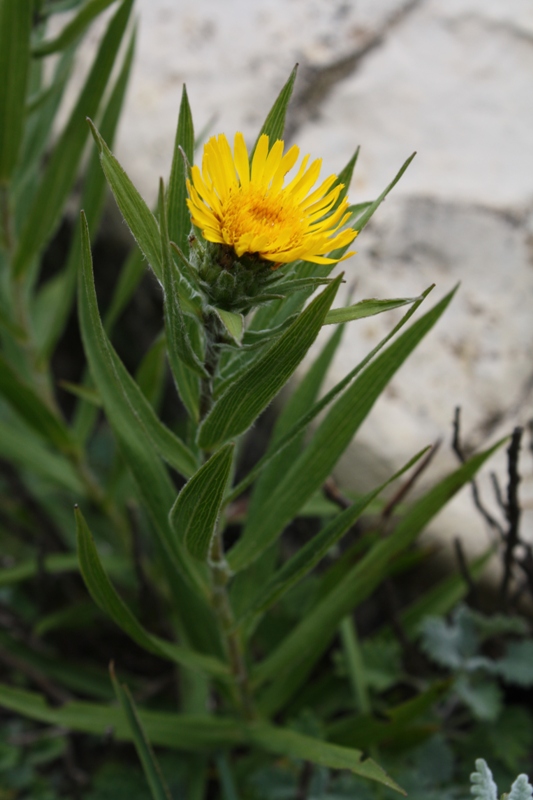 Изображение особи Inula ensifolia.