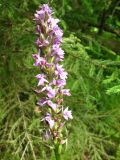 Dactylorhiza baltica