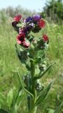 Cynoglossum officinale. Верхушка цветущего растения. Ростовская обл., Азовский р-н, побережье Таганрогского залива в районе косы Очаковская. 10.05.2012.