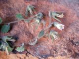 Campanula incanescens. Цветущие побеги. Киргизия, Баткенская обл., северный склон Алайского хр. 28 июня 2008 г.