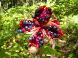 Paeonia obovata