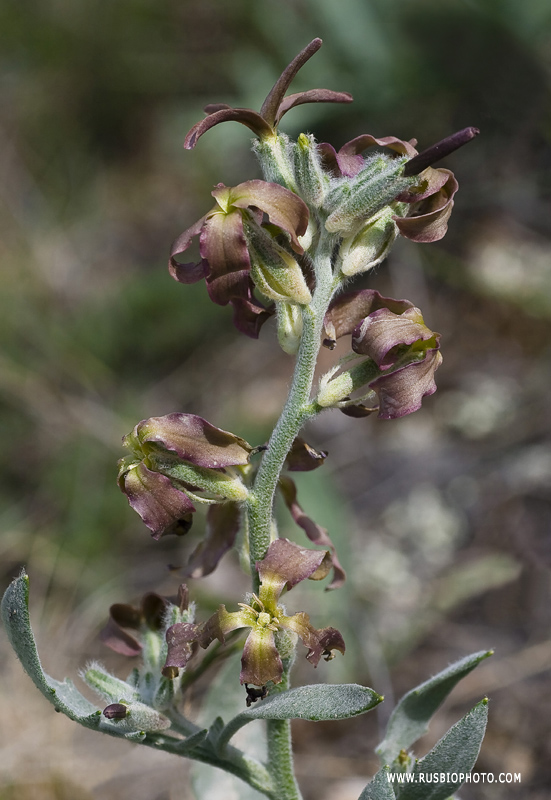 Image of Matthiola odoratissima specimen.