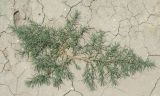 Suaeda prostrata. Растение на отвале глины. Краснодарский край, Сазальницкая коса. 10.07.2013.