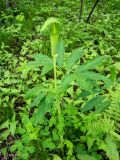 Arisaema japonicum