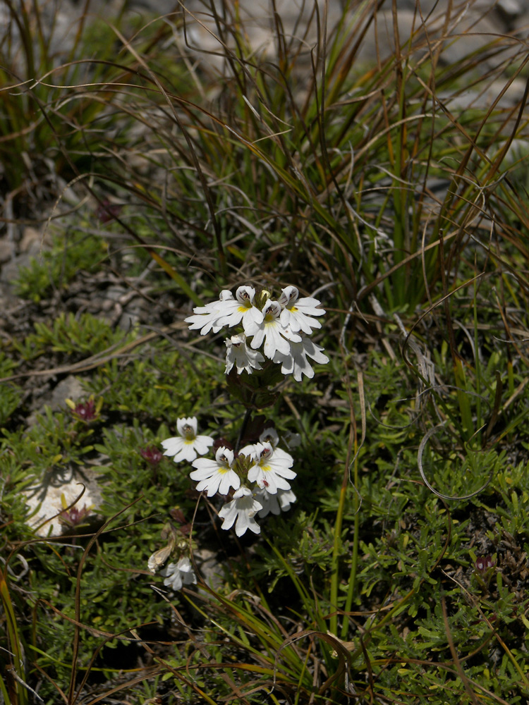 Image of Euphrasia petiolaris specimen.