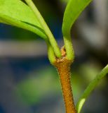 Trachelospermum jasminoides