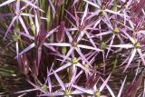 Allium cristophii