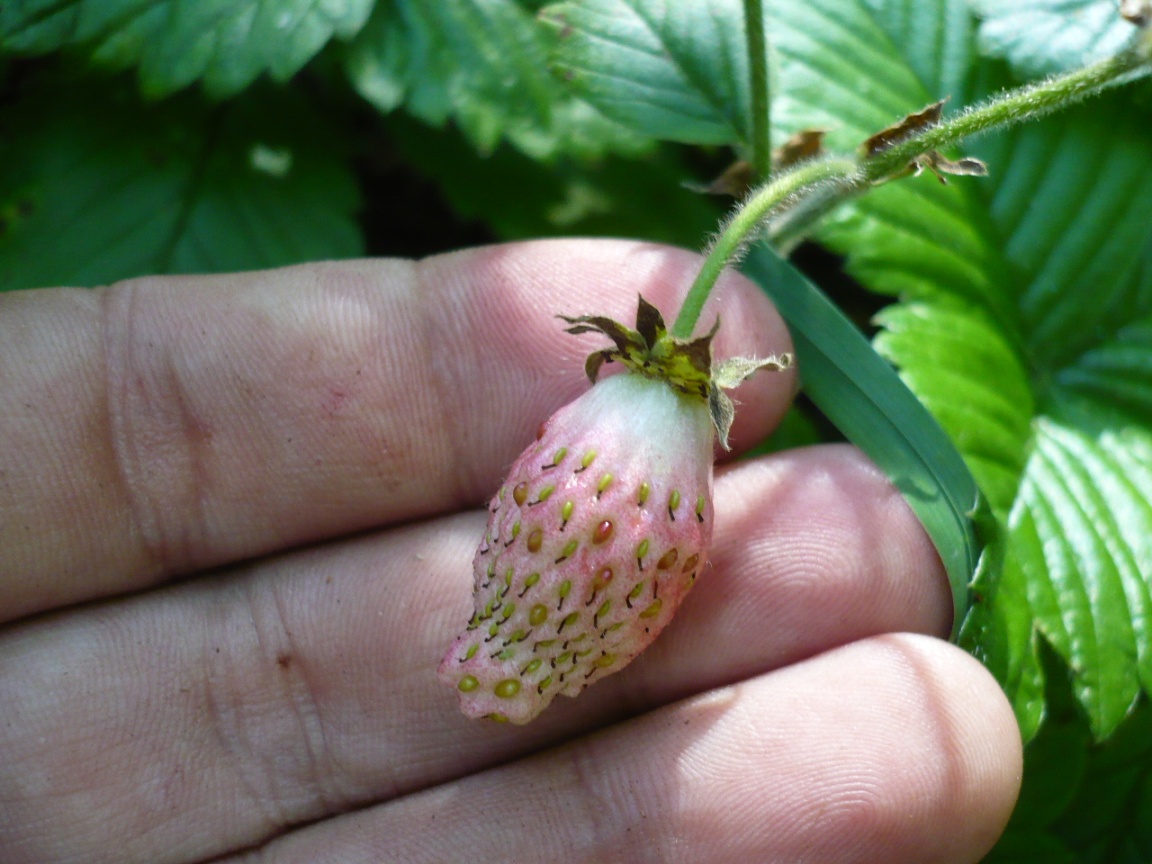 Изображение особи Fragaria moschata.