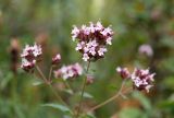 Origanum vulgare. Соцветие. Республика Алтай, Чемальский р-н, гора Чечкыш, луг. 12.08.2009.