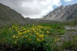 Thermopsis alpina