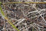 Salix myrsinifolia