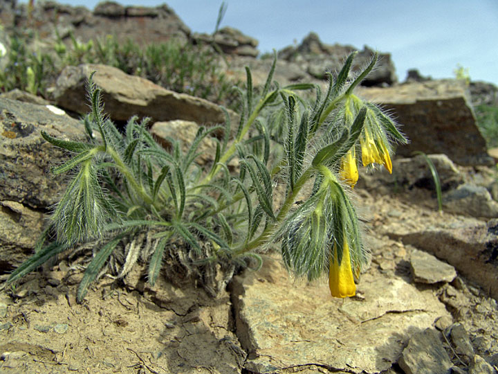 Изображение особи Onosma irritans.