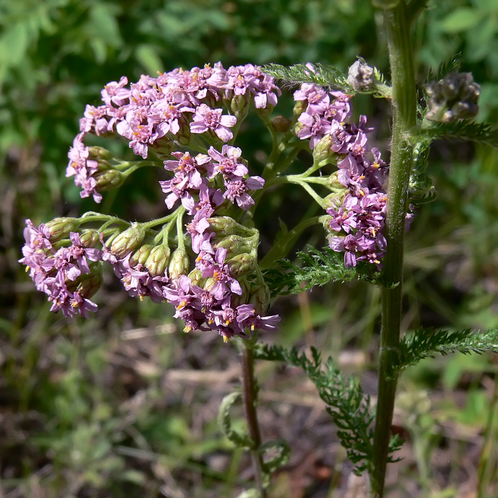 Изображение особи Achillea millefolium.