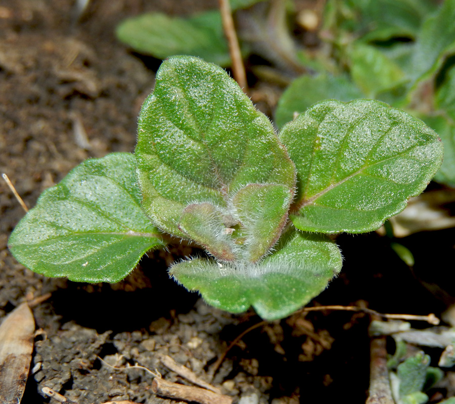 Image of Clinopodium caucasicum specimen.