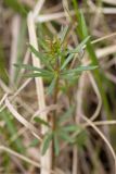 Galium verum