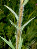 Echium russicum