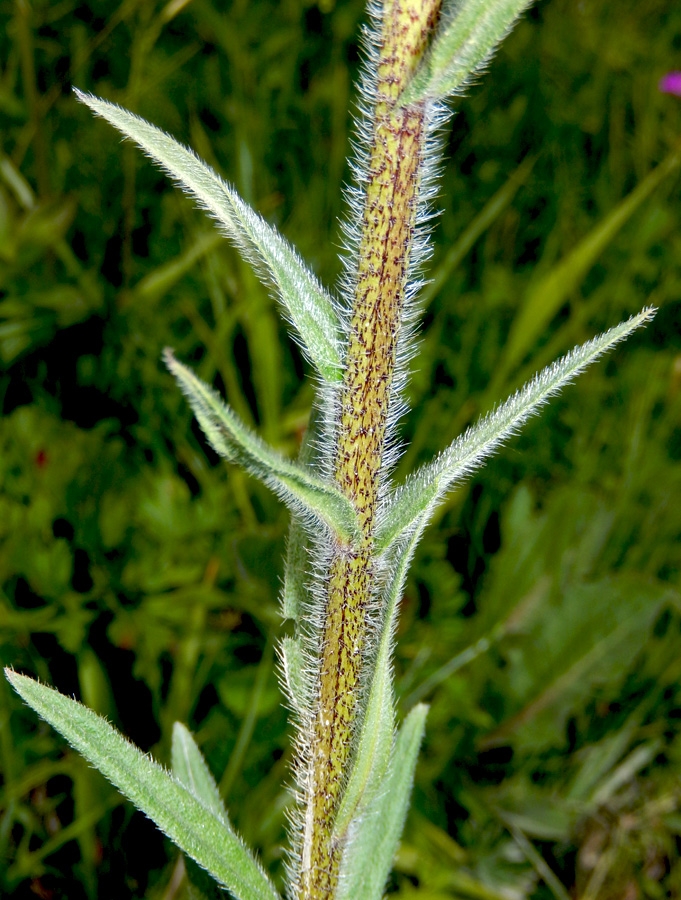 Изображение особи Echium russicum.