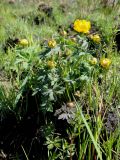 Trollius ircuticus