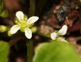 Megadenia speluncarum. Цветок. Приморский край, Партизанский р-н, хр. Лозовый, под сводом пещеры в известняках. 02.06.2016.