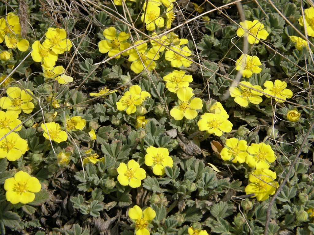 Изображение особи Potentilla acaulis.