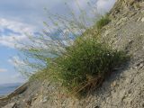 Diplotaxis tenuifolia