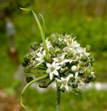 Allium ramosum