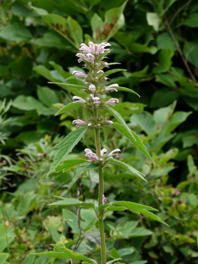 Изображение особи Leonurus macranthus.