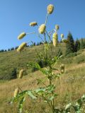 Sanguisorba alpina