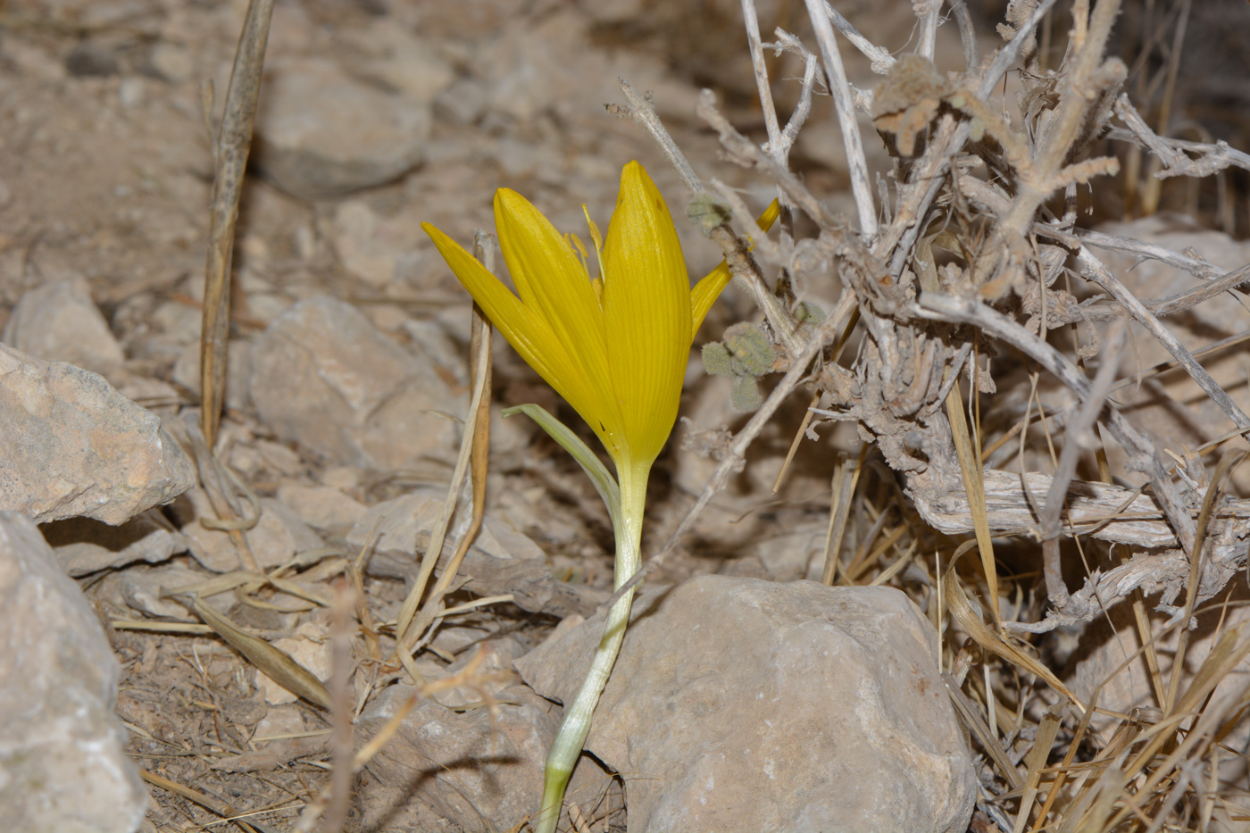 Изображение особи Sternbergia clusiana.