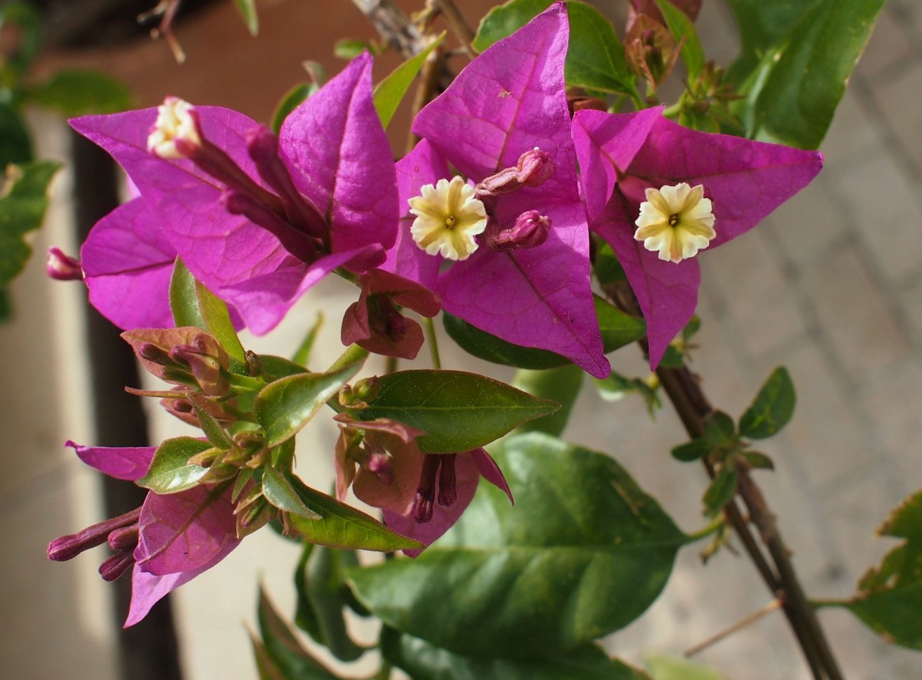 Изображение особи род Bougainvillea.