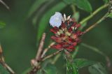 Hellenia speciosa. Соцветие. Малайзия, остров Борнео, провинция Сабах, берег реки Кинабатанган, джунгли. Территория лоджа “NATURE LODGE KINABATANGAN”. 19 февраля 2013 г.