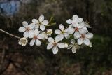 Prunus cerasifera