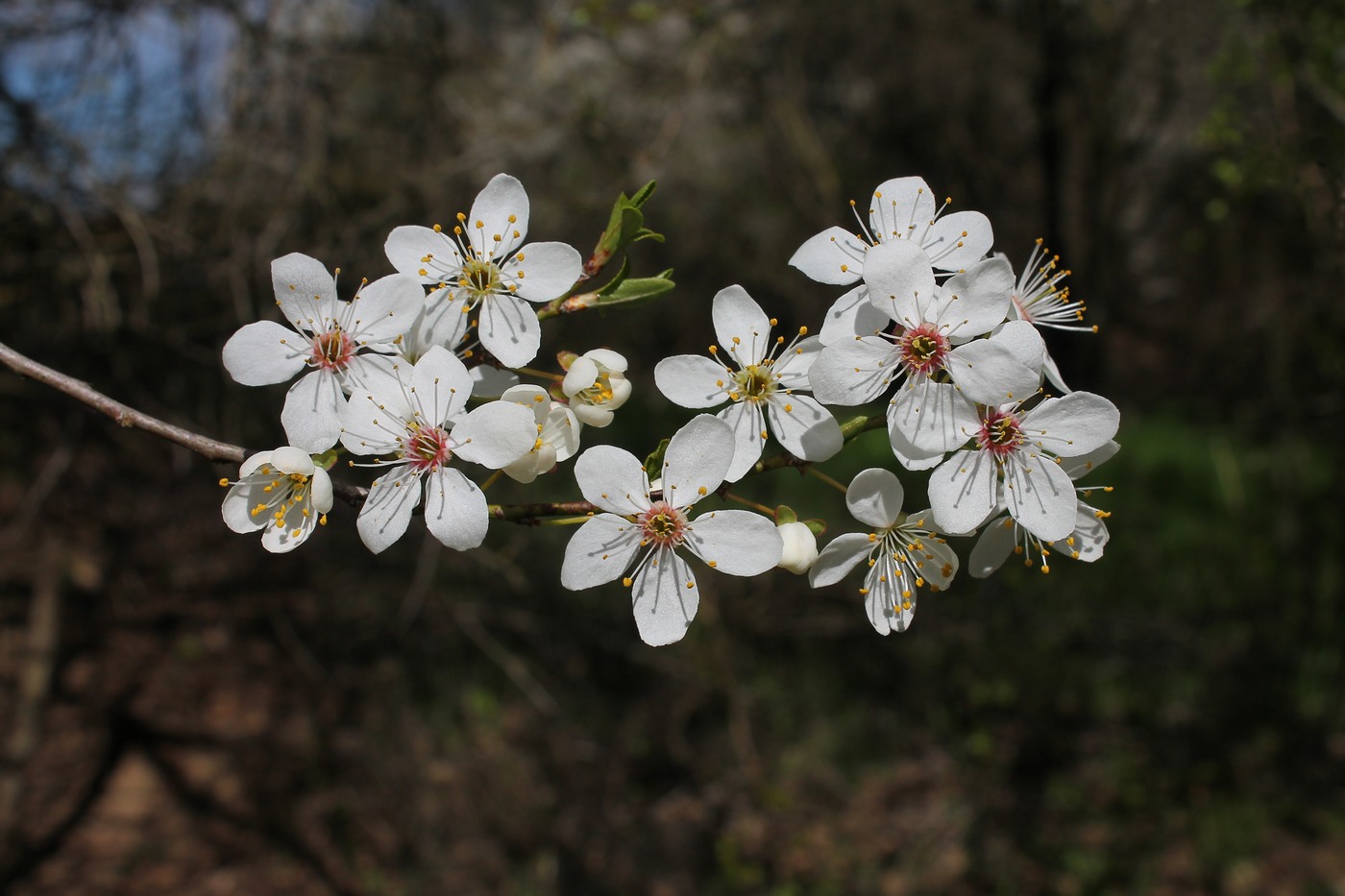 Изображение особи Prunus cerasifera.