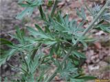 Artemisia absinthium